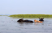 City and Lotus Sea หาดใหญ่ ทะเลน้อย