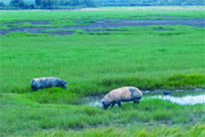 ทัวร์เกาะหมาก: 1 วัน Nature of Rural